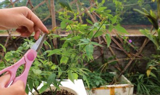 月季花防虫都有哪些方法 月季花防虫都有哪些方法图片