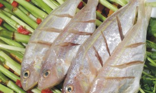 金线鱼的常见吃法 金线鱼的常见吃法和做法