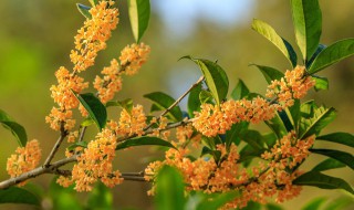 怎样收集桂花树上的桂花 怎样收集桂花树上的桂花油