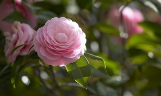 6月如何养茶花花苞狂冒 茶花六月开始长花包吗