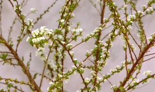 雪柳适合什么季节养（雪柳什么季节种植）