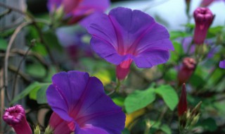 夕颜花与牵牛花的区别 夕颜和牵牛花