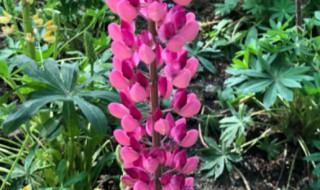 鲁冰花开完花怎么处理（鲁冰花第二年还能发吗）