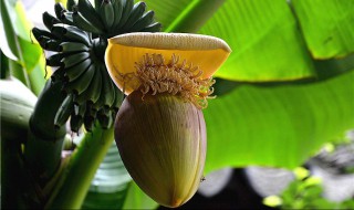 芭蕉可以放冰箱吗 芭蕉可以放冰箱吗冬天