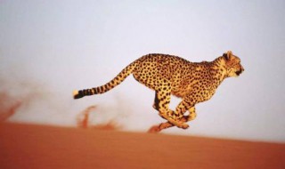 猎豹的速度最快吗 猎豹的最快速度是多少米每秒