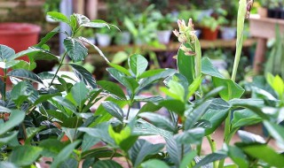栀子花不开花掉花苞 栀子花不开花掉花苞吗