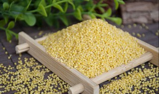 小米的功效与作用（小米的功效与作用与主治）