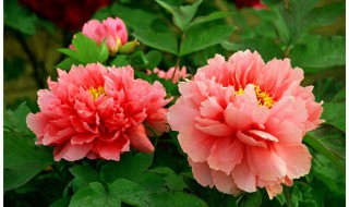 牡丹花适合在什么环境生长（牡丹花适应什么环境）