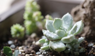 多肉植物根烂了怎么办（多肉植物根烂了怎么处理）
