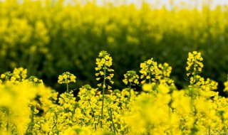 关于油菜花的唯美短句（关于油菜花的唯美短句 简短）