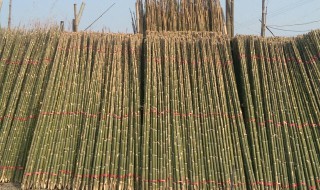 毛竹大棚如何搭建（毛竹大棚如何搭建图片）