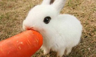 哪类人不宜吃兔子肉