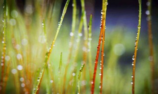 关于春雨的诗句（关于春雨的诗句小学）