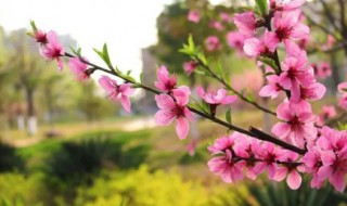 描写春夏秋冬的花语句（描写春夏秋冬的花语句子）