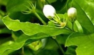 茉莉花叶子蔫是什么原因（茉莉花叶子蔫了怎么办）