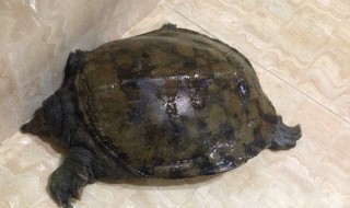 室内甲鱼怎么养 室内甲鱼怎么养殖