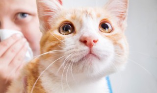 橘猫好养吗（橘猫好养吗?性格温顺吗）