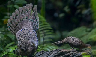 生物多样性日是几月几日 世界生物多样性日是几月几日