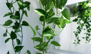 住宅种什么植物好 住宅种什么花草好