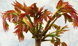 香椿树一年能摘几次叶子（香椿树一年能采多少次椿芽）