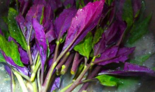 紫背天葵的做法技巧 紫背天葵做法及功效