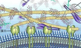 生物作用是指什么 生物 作用