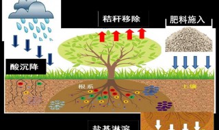 土壤肥料的作用是什么（土壤肥料的作用是什么原理）