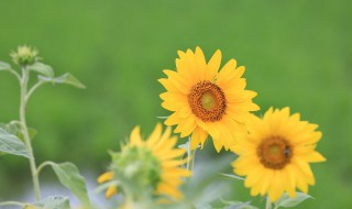 太阳花的生长习性 太阳花的生长状况怎么样