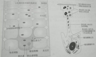 色斑是如何形成的 色斑是如何形成的呢?%健康养生