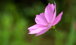 格桑花是什么 格桑花是什么歌