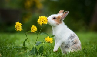 兔子应该怎么养 兔子的饲养方法及注意事项