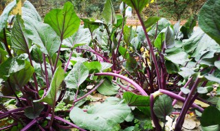 菜苔怎么摘（菜苔怎么摘菜）