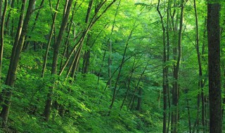 平地木的功效与作用 平地木的功效与作用图片