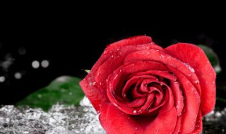 玫瑰花的特征 玫瑰花的特征和特点