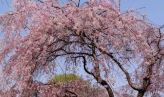 樱花树怎么种植（樱花种植方法和时间）