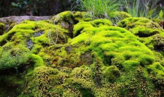 苔藓怎么种植（苔藓怎么种植在石头上）