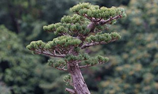 大阪松叶子发黄怎么办（大阪松黄叶了怎么办）