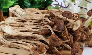 茶树菇不适宜人群（茶树菇适合什么人群）
