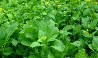 菜苔北方叫什么菜（蕨菜）