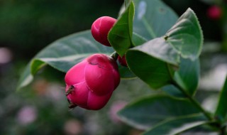 抱茎茶花养殖方法 抱茎茶花养殖方法和技术