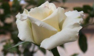 白玫瑰寓意 白玫瑰寓意是什么意思