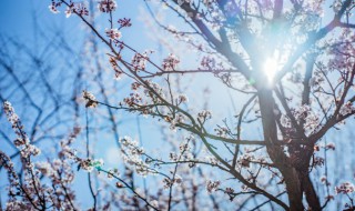 梅花是什么颜色（梅花是什么颜色的图片）