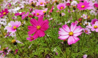 格桑花寓意 格桑花寓意着什么意思