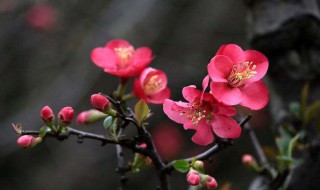 海棠花是什么季节开的 海棠花是什么季节开的?