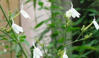 白鹤灵芝介绍白鹤灵芝的功效 白鹤灵芝作用