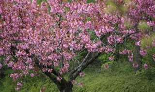 八棱海棠和西府海棠的区别（八棱海棠与西府海棠的区别(多图对比）