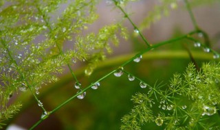 立夏时节的文竹 夏天文竹