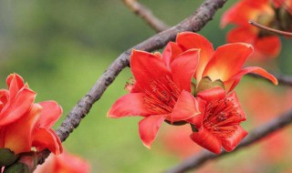 木棉花怎么煲祛湿呢（木棉花怎么煲祛湿呢视频）
