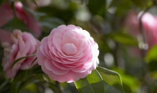 花的叶子有蜜虫怎么办（花的叶子有蜜虫怎么办呢）