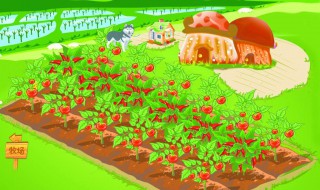 淘宝芭芭农场怎么升级（淘宝芭芭农场怎么升级快）